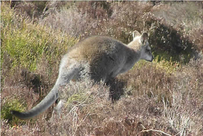 Wallaby pictured 29 March 2009